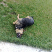 Alman Çoban Köpeği, Köpek  Rüzgar fotoğrafı