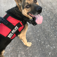 Alman Çoban Köpeği, Köpek  Rüzgar fotoğrafı