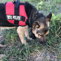 Alman Çoban Köpeği, Köpek  Rüzgar fotoğrafı