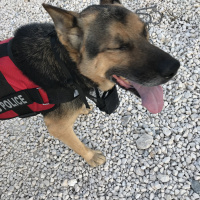 Alman Çoban Köpeği, Köpek  Rüzgar fotoğrafı