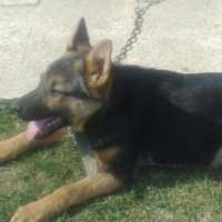 Alman Çoban Köpeği, Köpek  Rüzgar fotoğrafı