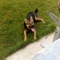 Alman Çoban Köpeği, Köpek  Rüzgar fotoğrafı