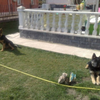 Alman Çoban Köpeği, Köpek  Rüzgar fotoğrafı