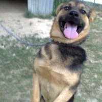 Alman Çoban Köpeği, Köpek  Rüzgar fotoğrafı