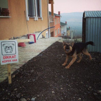 Alman Çoban Köpeği, Köpek  Rüzgar fotoğrafı