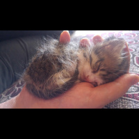 Tekir Kedi, Kedi  Cömcöm fotoğrafı