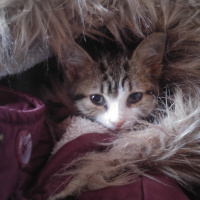 Tekir Kedi, Kedi  Cömcöm fotoğrafı
