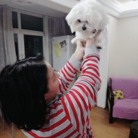 Maltese, Köpek  Çakıl fotoğrafı