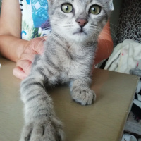 Tekir Kedi, Kedi  Gripek fotoğrafı
