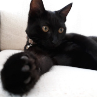 Tekir Kedi, Kedi  ŞERMİN fotoğrafı