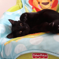 Tekir Kedi, Kedi  ŞERMİN fotoğrafı