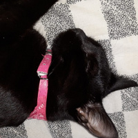 Tekir Kedi, Kedi  ŞERMİN fotoğrafı