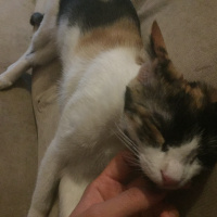 Ankara Kedisi, Kedi  pati fotoğrafı