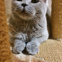 Scottish Fold, Kedi  S U F L E  fotoğrafı