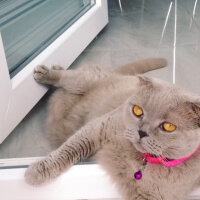 Scottish Fold, Kedi  S U F L E  fotoğrafı