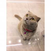 Scottish Fold, Kedi  S U F L E  fotoğrafı