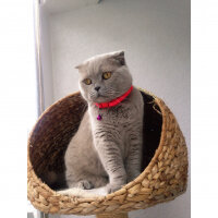 Scottish Fold, Kedi  S U F L E  fotoğrafı