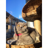 Scottish Fold, Kedi  S U F L E  fotoğrafı