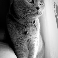 Scottish Fold, Kedi  S U F L E  fotoğrafı