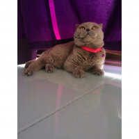 Scottish Fold, Kedi  S U F L E  fotoğrafı