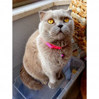 Scottish Fold, Kedi  S U F L E  fotoğrafı