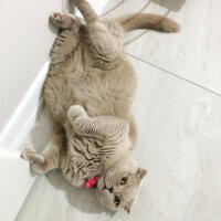 Scottish Fold, Kedi  S U F L E  fotoğrafı