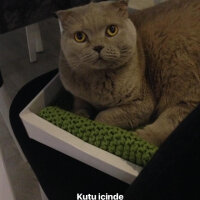 Scottish Fold, Kedi  S U F L E  fotoğrafı