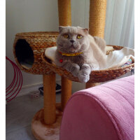 Scottish Fold, Kedi  S U F L E  fotoğrafı