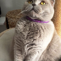 Scottish Fold, Kedi  S U F L E  fotoğrafı