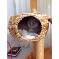 Scottish Fold, Kedi  S U F L E  fotoğrafı