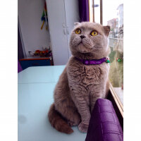 Scottish Fold, Kedi  S U F L E  fotoğrafı