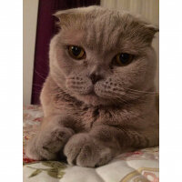 Scottish Fold, Kedi  S U F L E  fotoğrafı