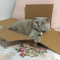 Scottish Fold, Kedi  S U F L E  fotoğrafı