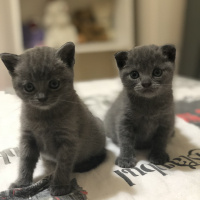 Scottish Fold, Kedi  Gece fotoğrafı