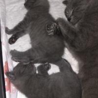 Scottish Fold, Kedi  Gece fotoğrafı