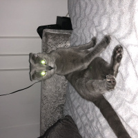 Scottish Fold, Kedi  Gece fotoğrafı