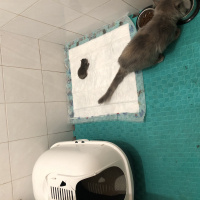American Bobtail, Kedi  Konaklama odalarımız fotoğrafı