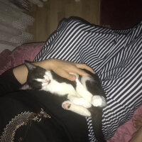 Tekir Kedi, Kedi  Tipsiz fotoğrafı