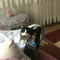 Tekir Kedi, Kedi  Tipsiz fotoğrafı