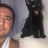 Tekir Kedi, Kedi  Tipsiz fotoğrafı