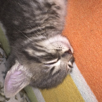Tekir Kedi, Kedi  Mia fotoğrafı