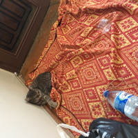 Tekir Kedi, Kedi  Mia fotoğrafı