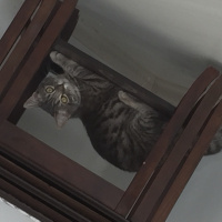 Tekir Kedi, Kedi  Mia fotoğrafı