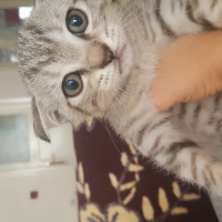Scottish Fold, Kedi  Minnos fotoğrafı