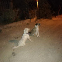 Airedale Terrier, Köpek  RoCa fotoğrafı
