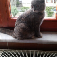 Scottish Fold, Kedi  Zuzu fotoğrafı