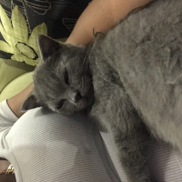 British Shorthair, Kedi  Duman fotoğrafı