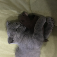 British Shorthair, Kedi  Duman fotoğrafı