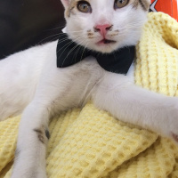 Sibirya Kedisi, Kedi  Müezza fotoğrafı