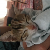 Tekir Kedi, Kedi  Nairobi fotoğrafı